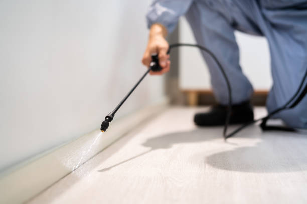 Bed Bug Pre-Treatment Preparation Assessment in South Henderson