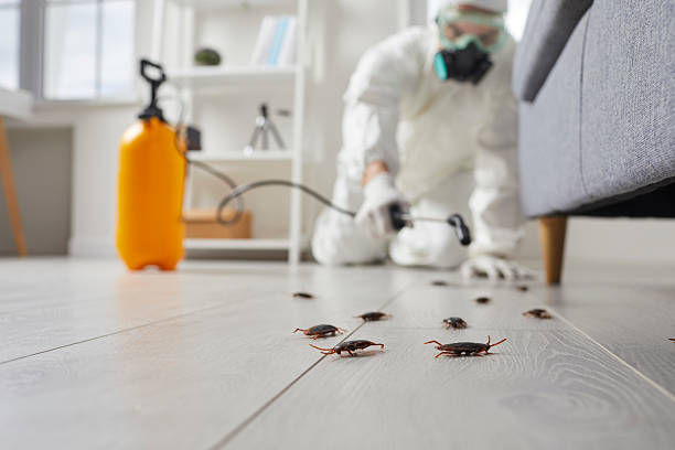 Post-Treatment Bed Bug Interceptor Monitoring in South Henderson